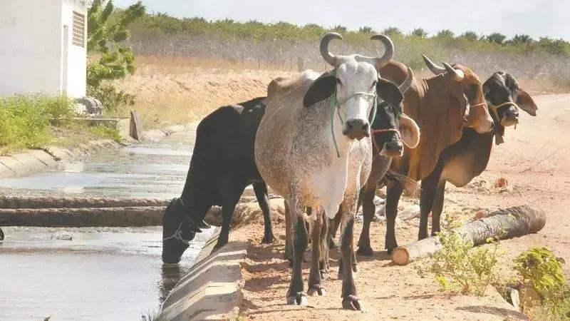 Pecuária do Ceará: há uma grande corrida pelo gado de corte