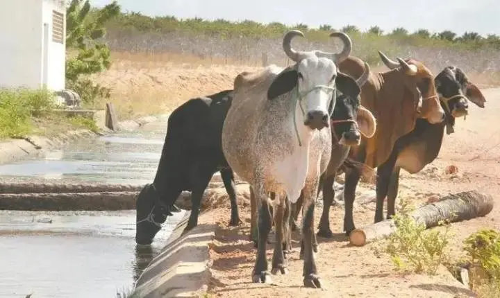Pecuária do Ceará: há uma grande corrida pelo gado de corte