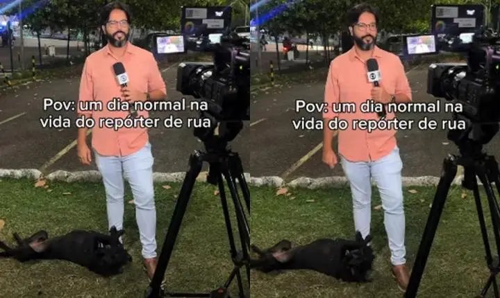 Repórter é surpreendido por cachorro durante entrada ao vivo. Veja